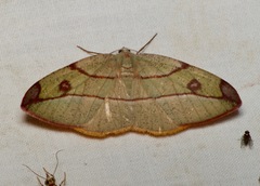 Hypochrosis hyadaria