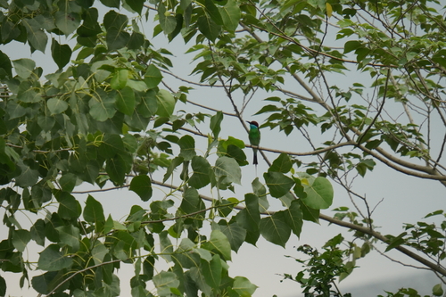 Blue-throated Bee-eater