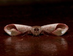 Fascellina clausaria
