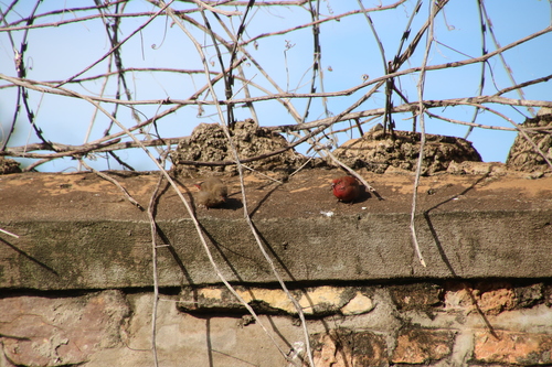 Red-billed Firefinch