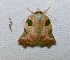 Tortriciforma chloroplaga