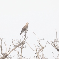 Buteo auguralis