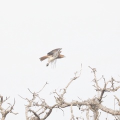 Buteo auguralis