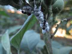 Enchenopa brasiliensis