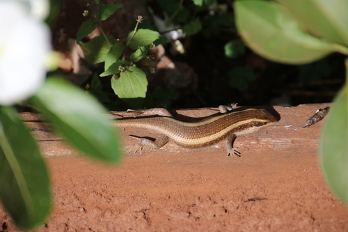 African Striped Skink