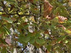 Phyllosticta sphaeropsoidea