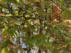 Phyllosticta sphaeropsoidea