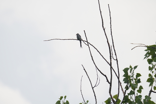 Ashy Drongo
