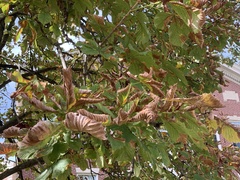 Phyllosticta sphaeropsoidea