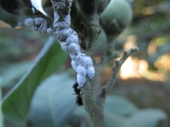 Enchenopa brasiliensis