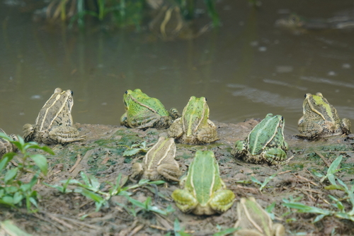 Black-spotted Frog