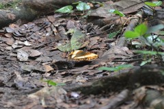 Harma theobene theobene