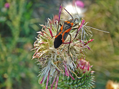 Lygaeus kalmii angustomarginatus