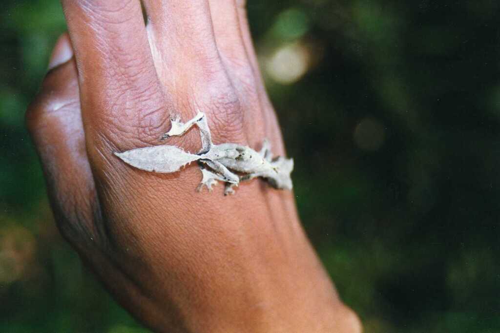 Malahelo Forest Leaf-tailed Gecko