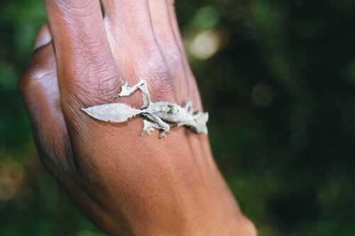 Malahelo Forest Leaf-tailed Gecko