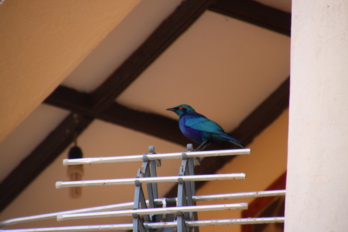 Greater Blue-eared Starling