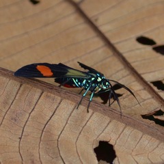 Belemnia inaurata