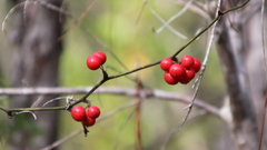 Smilax walteri