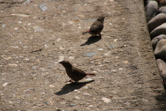 Lagonosticta senegala