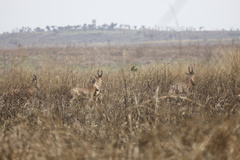 Alcelaphus buselaphus lelwel