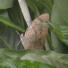 Archaeoprepona amphimachus