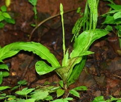 Habenaria furcifera