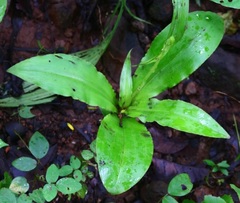 Habenaria furcifera