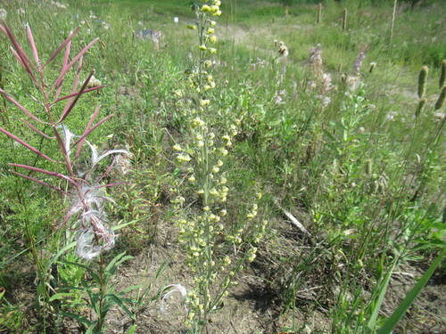 Artemisia laciniata, photograph 5