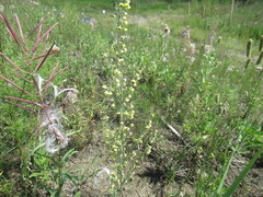 author not stated, no rights reserved Artemisia laciniata, photograph author not stated, no rights reserved