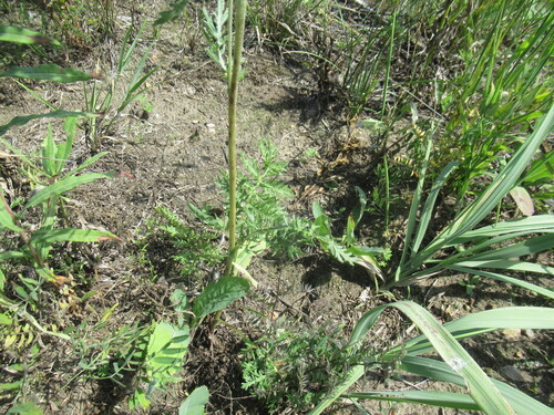Artemisia laciniata, photograph 4