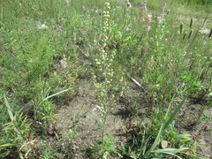 author not stated, no rights reserved Artemisia laciniata, photograph author not stated, no rights reserved