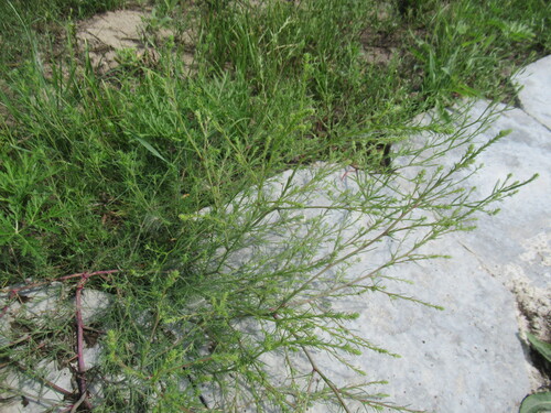 Slender Russian-thistle (Salsola collina)