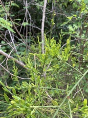 Osyridicarpos schimperianus