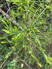 Osyridicarpos schimperianus