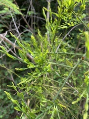 Osyridicarpos schimperianus