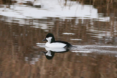 Bucephala albeola × clangula