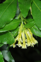 Cestrum euanthes