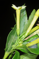 Cestrum euanthes