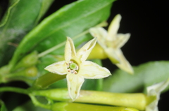 Cestrum euanthes
