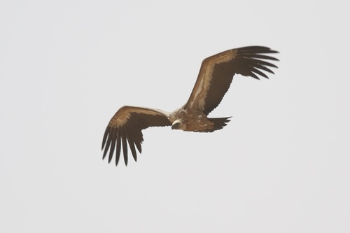 Eurasian Griffon