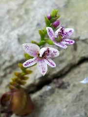Epidendrum fimbriatum