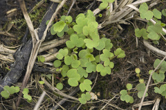Sanguisorba tenuifolia