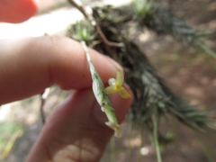 Tillandsia tricholepis