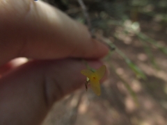 Tillandsia tricholepis