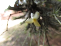 Tillandsia tricholepis