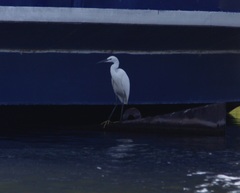 Egretta garzetta