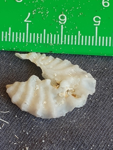 Dendostrea folium observed 2025-10-26