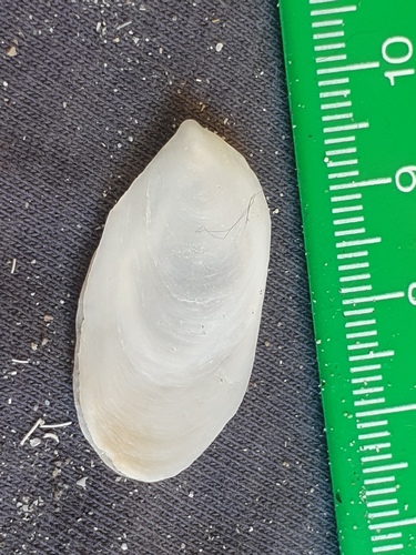 Maoricrypta immersa observed 2025-10-26