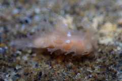 Tritonicula myrakeenae