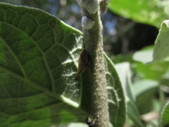 Enchenopa brasiliensis